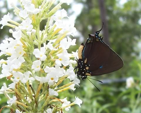 Altides halesus (aberrant white body, live) (Internet Image property of respective owner, non-commercial use only)